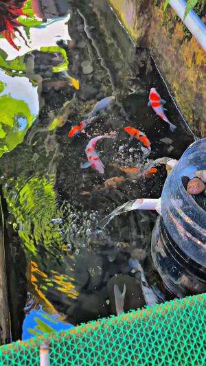 Beli ikan dua ribuan