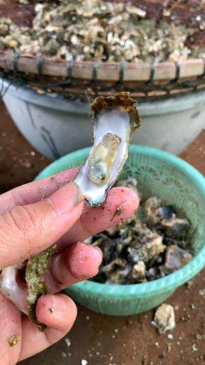 dapet yg babon #udang #nelayan #laut #jaring #ikan #fbpro #reels #reelsviral #duniaikan #skils #fyp #trending