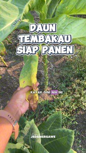 Daun tembakau siap panen lurr #panen #tembakau #petani #milenial #pedesaan #desaku #RCTIPlus  #HOTrctiplus  #RCTIoke  #rctiofficial 