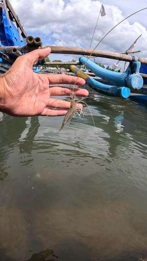 cara unik menangkap udang?