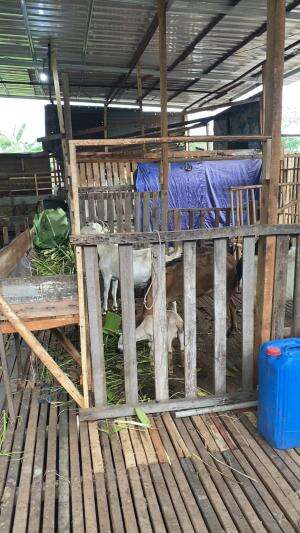 ABIS CARI RUMPUT BUAT SI KAMBING MAKAN SORE?