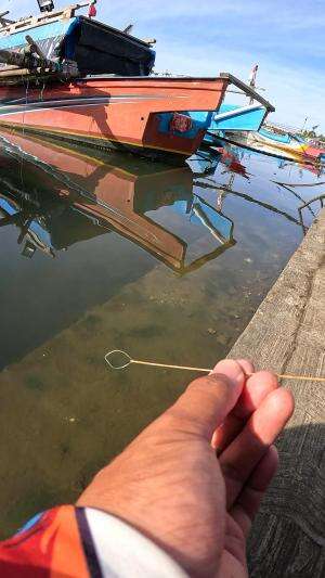 segampang ini menangkap udang hitam