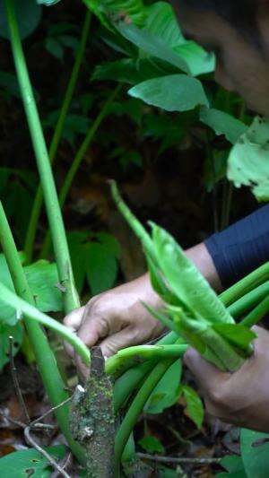 Sayur Liar Terenak Rasanya Mirip Jamur #petualangan #alam #masakdialam