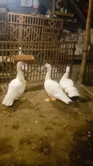 Amankan bolo, materi spek kontes postur tegap BB oke #peternakmuda #menthokjumbo #muscovyduck