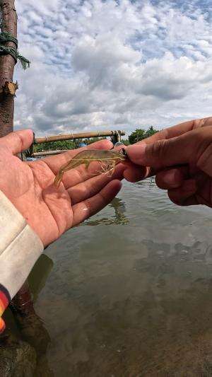 fast way to catch big shrimp #fishing #shrimp #fish #sea #traditional #usareels #UnitedStates #reelsviral #skils #fyp #trending