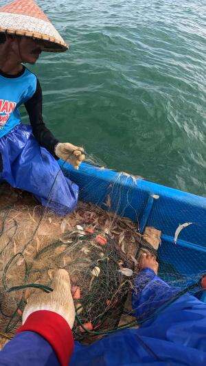 udang jambu #nelayan #jaring #skills #fyp