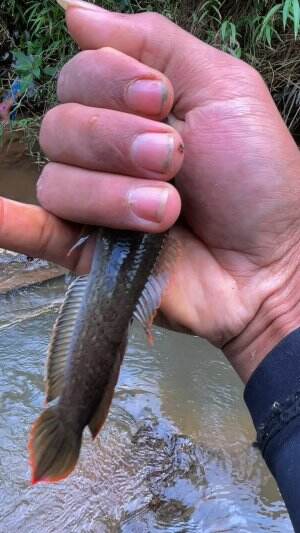 Mancing liar dimalam satu suro