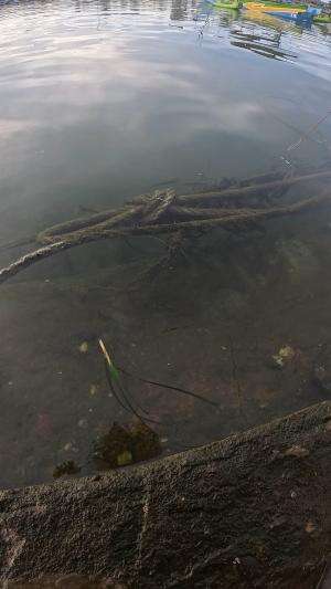 tangkap udang #udang #nelayan #laut #jaring #ikan #fbpro #reels #reelsviral #duniaikan #skils #fyp #trending