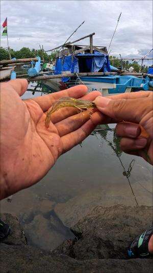 trik nangkap udang #fishing #shrimp #fish #sea #traditional #usareels #UnitedStates #reelsviral #skils #fyp #trending