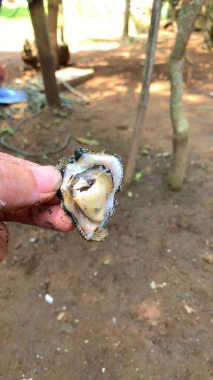 cara buka kerang teritip #udang #nelayan #laut #jaring #ikan #fbpro #reels #reelsviral #duniaikan #skils #fyp #trending