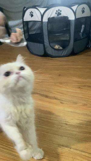 Gemesnya makin pinter kucing ini