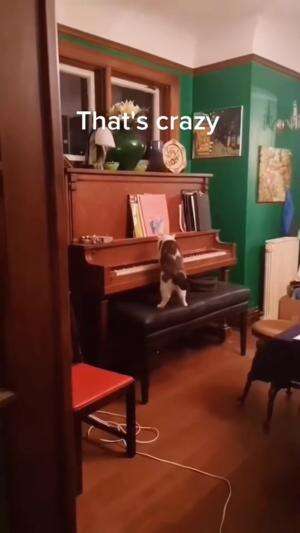 Kucing Main Piano #kucinglucu #Kucing 