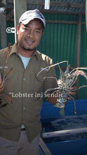 Desa Lobster, Cara Budidaya Lobster di Simeulue
