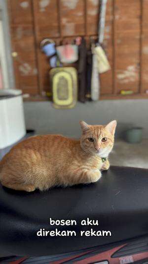 Hallo guys aku meong iya meongg wkwkkw #kucing #lucu #viral #asyik #keren #jedamergawe #fyp  #RCTIPlus  #HOTrctiplus  #rcti  #RCTIoke  #rcti