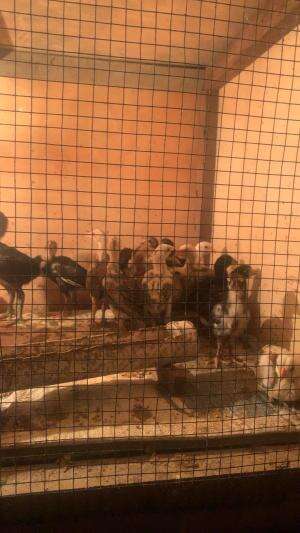 Ternak ayam kampung   #AyamTangkapSambalBelimbingWuluh  #ayambakarTaliwangdannasidaunjeruk  #jualayamkampung  #jualayamkampung 