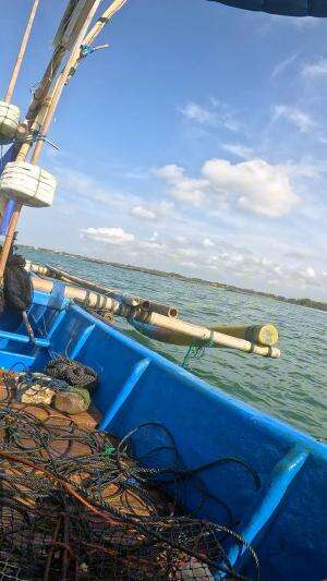 Wih dapet banyak keong laut nih