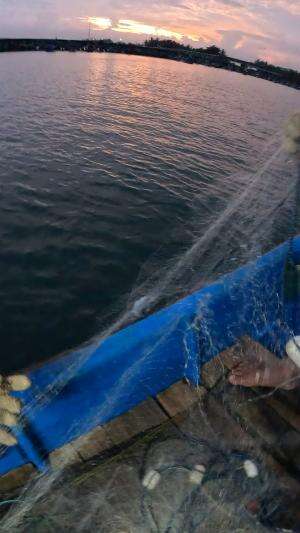 sore hari waktunya berburu ikan belanak