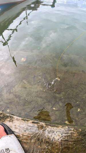 hampir lepas #udang #nelayan #laut #jaring #ikan #fbpro #reels #reelsviral #duniaikan #skils #fyp #trending