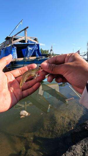 mancing udang laut #mancing #fishing #shrimp #udang #nelayan #laut #jaring #ikan #reelsviral #animals #skill #fyp #trending