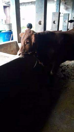 Sapi korban 2025