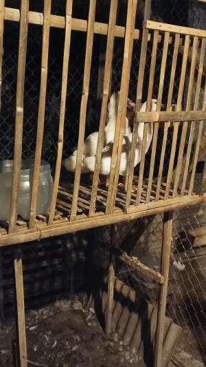 Absen bollo tetap semangat #peternakmuda #menthokjumbo #muscovyduck