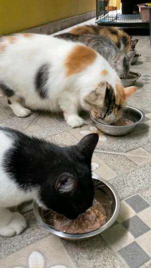 Bayi bulu mukbang  #Kucing  #Kucing juga bisa balas budi 