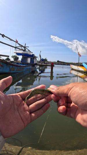 fast and easy way to catch shrimp #fishing #shrimp #fish #sea #traditional #usareels #UnitedStates #reelsviral #skils #fyp #trending