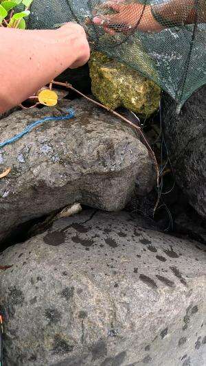 pake perangkap ini langsung dapat banyak udang