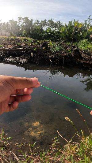 tutorial gacor mancing udang #mancing #fishing #shrimp #udang #nelayan #laut #jaring #ikan #reelsviral #animals #skill #fyp #trending