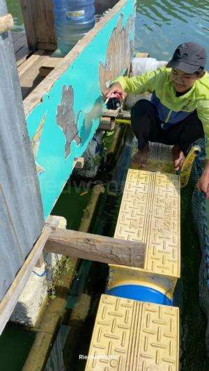 Ikannya gede, perahunya oleng  #ikan  #pets 