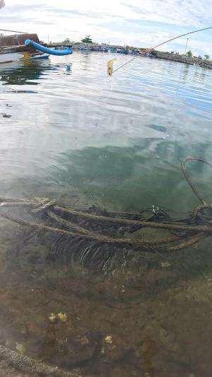 tutorial nangkap udang #mancing #fishing #shrimp #udang #nelayan #laut #jaring #ikan #reelsviral #animals #skill #fyp #trending