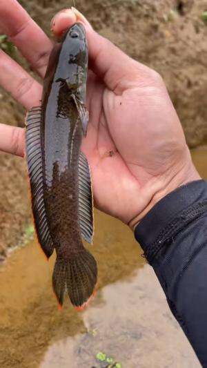 Mendadak cari ikan predator buat obat