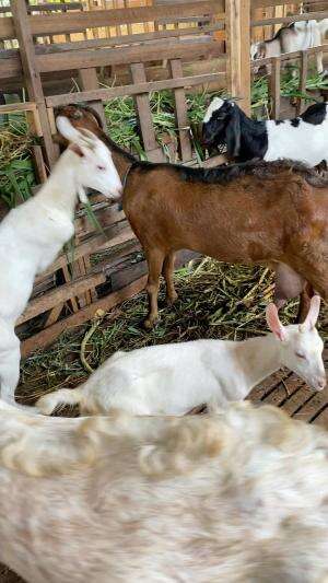 Semua akan indah pada waktunya