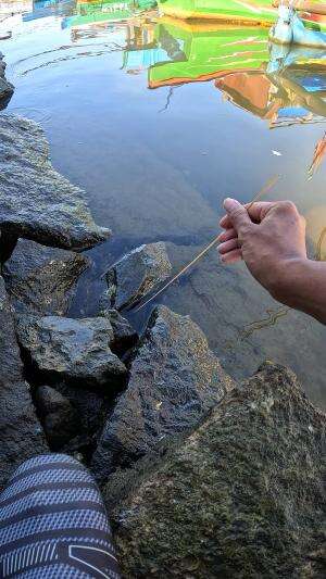 teknik jerat mata udang #fishing #shrimp #fish #sea #traditional #usareels #UnitedStates #reelsviral #skils #fyp #trending