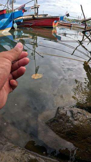 copot dong #mancing #fishing #shrimp #udang #nelayan #laut #jaring #ikan #reelsviral #animals #skill #fyp #trending