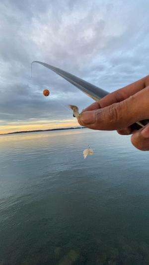 Mancing di pinggir laut menggunakan joran tegek #shorts #mancing #ikan #fishing