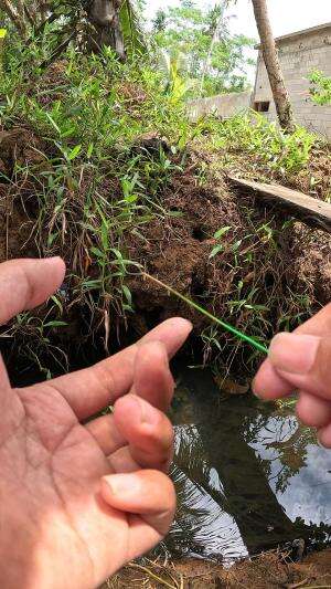 udang nya ngamuk pas ditangkap #fishing #shrimp #fish #sea #traditional #usareels #UnitedStates #reelsviral #skils #fyp #trending