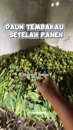 Daun tembakau siap olah #panen #daun #tembakau #petani #desa #RCTIPlus 