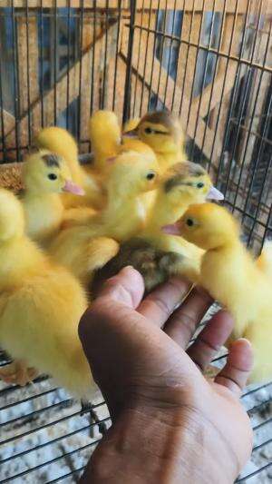 Satu petarangan yang PM cuma 2 ekor benar-benar Limited Edition (Punggung Metalik) #peternakmuda #menthokjumbo #muscovyduck