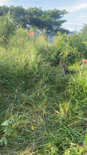 Menuju indonesia hijau salam ternak