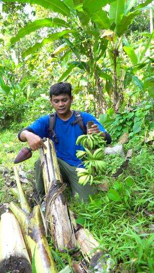 Dari Akar Sampe Atas Pohon Ini Bisa Dimakan