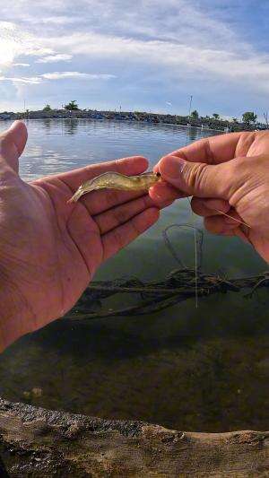beginilah agar gampang nangkap udang