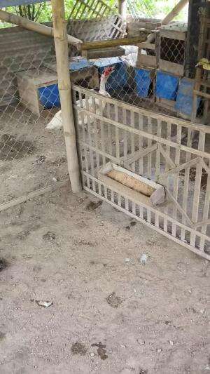 Sekedar cerita lama bollo #peternakmuda #menthokjumbo #muscovyduck