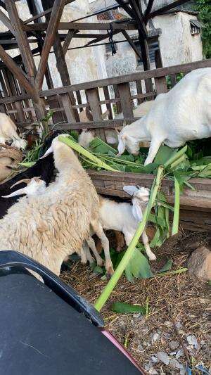 Lemu lemu sehat sehaat😀😀😀