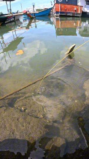 skill luar biasa #mancing #fishing #shrimp #udang #nelayan #laut #jaring #ikan #reelsviral #animals #skill #fyp #trending