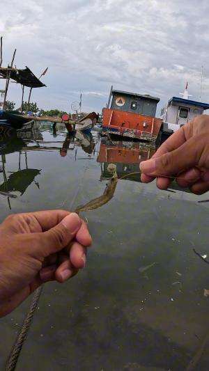 perfect cut #mancing #fishing #shrimp #udang #nelayan #laut #jaring #ikan #reelsviral #animals #skill #fyp #trending