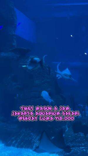 Tiktok @juniorjunioo