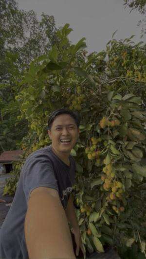 Petik buah rambutan diatas atap rumah