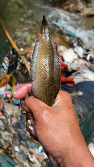 Berburu ikan predator yang mulai punah