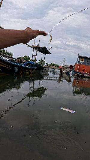 mancing udang peci #mancing #fishing #shrimp #udang #nelayan #laut #jaring #ikan #reelsviral #animals #skill #fyp #trending